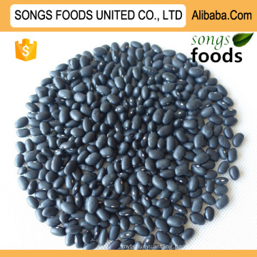 Export Business Black Kidney Beans